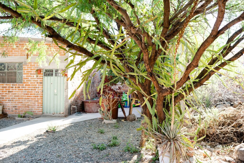 5 Best Trees for Las Vegas Landscaping Best Tree Trimming Flores Tree Trimming