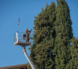 How Often and When should I Trim My Trees in Las Vegas Flores Tree Trimming